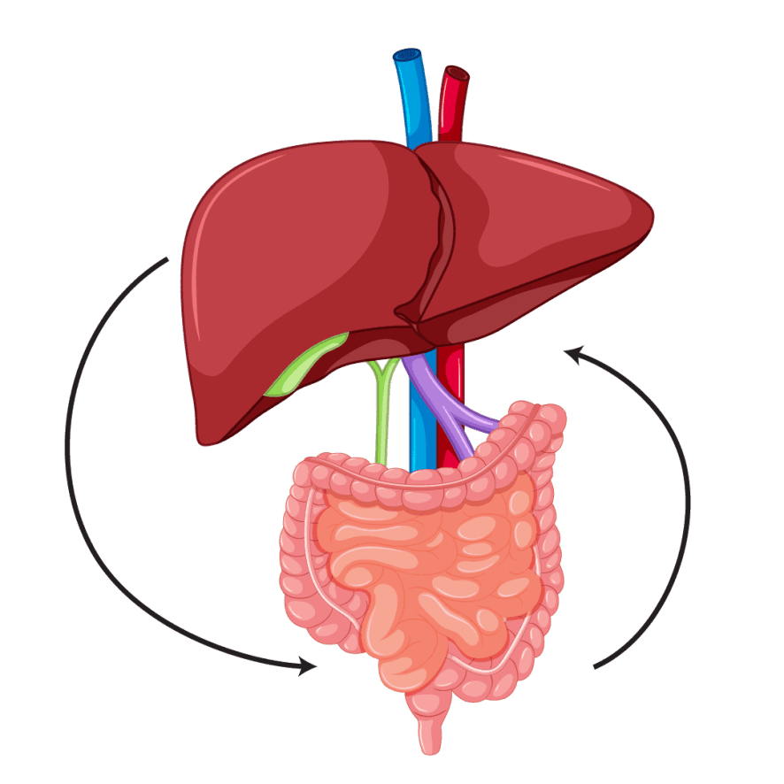 gut-liver axis support